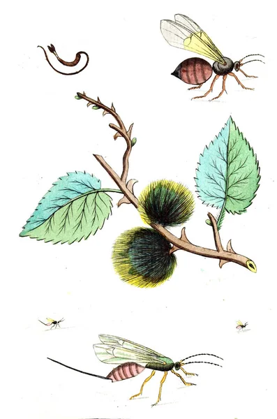 Illustration Guêpes Abeilles Bourdons Naturgeschichte Klassification Und Nomenclatur Der Insekten — Photo