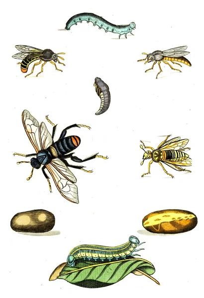 Ilustracja Osy Pszczoły Trzmiele Naturgeschichte Klasyfikacja Nomenclatur Der Insekten Vom — Zdjęcie stockowe