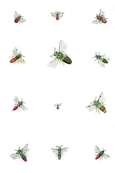 说明黄蜂 蜜蜂和大黄蜂 Naturgeschichte Klassification Und Nomenclatur Der Insekten Vom Bienen — 图库照片