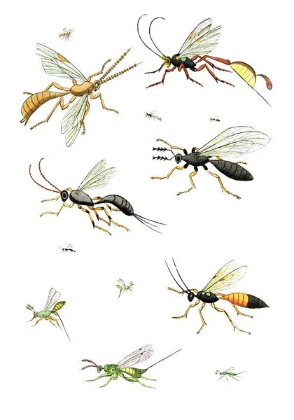 Ilustración Avispas Abejas Abejorros Naturgeschichte Klassification Und Nomenclatur Der Insekten — Foto de Stock