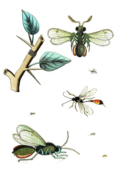 Ілюстровані Оси Бджоли Джмелі Naturgeschichte Klassification Und Nomenclatur Der Insekten — стокове фото