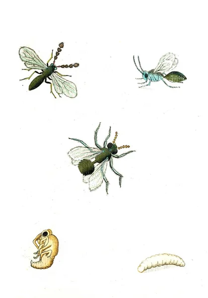 Ілюстровані Оси Бджоли Джмелі Naturgeschichte Klassification Und Nomenclatur Der Insekten — стокове фото
