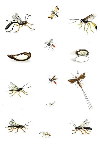 Illustration Guêpes Abeilles Bourdons Naturgeschichte Klassification Und Nomenclatur Der Insekten — Photo