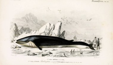 Hayvan tasviri. Sözlük Universel d 'histoire naturelle Paris 1849