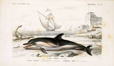Hayvan tasviri. Sözlük Universel d 'histoire naturelle Paris 1849