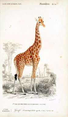 Bir zürafa Illustration. Ağzı universel d'histoire naturelle Paris 1849
