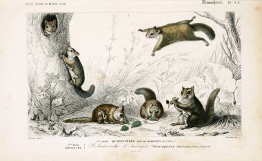 Bir sincap ağzı universel d'histoire naturelle Paris 1849 çizimi