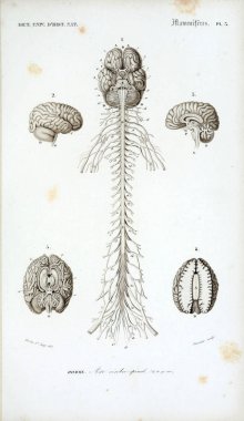 İnsan anatomisi. Sözlük Universel d 'histoire naturelle Paris 1849