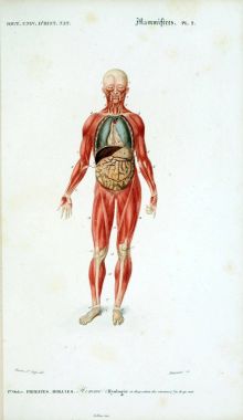 İnsan anatomisi. Sözlük Universel d 'histoire naturelle Paris 1849