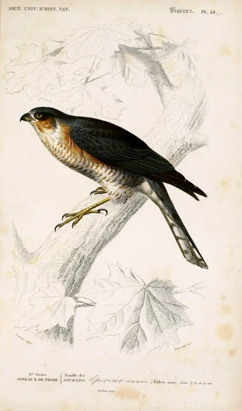 Иллюстрация Птиц Dictionnaire Universel Histoire Naturelle Paris 1849 — стоковое фото