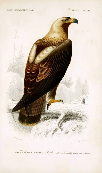 Ilustración Aves Dictionnaire Universel Histoire Naturelle Paris 1849 —  Fotos de Stock