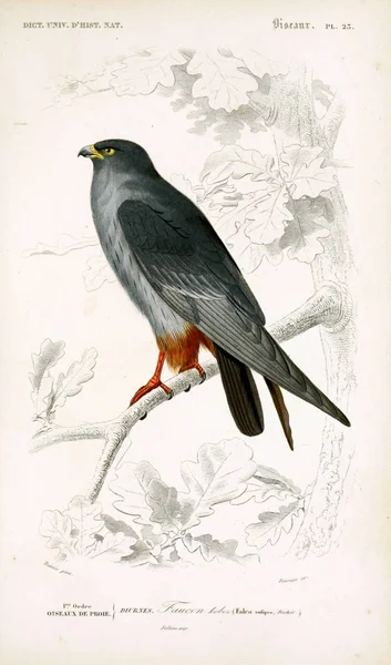 Ilustracja Ptaków Dictionnaire Universel Histoire Naturelle Paryż 1849 — Zdjęcie stockowe