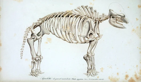 Illustration of the skeleton of the animal. Dictionnaire universel d'histoire naturelle Paris 1849
