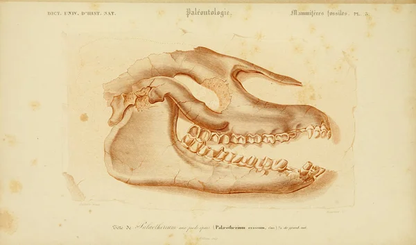 Ілюстрація Скелету Тварини Академії Universel Histoire Всього Париж 1849 — стокове фото