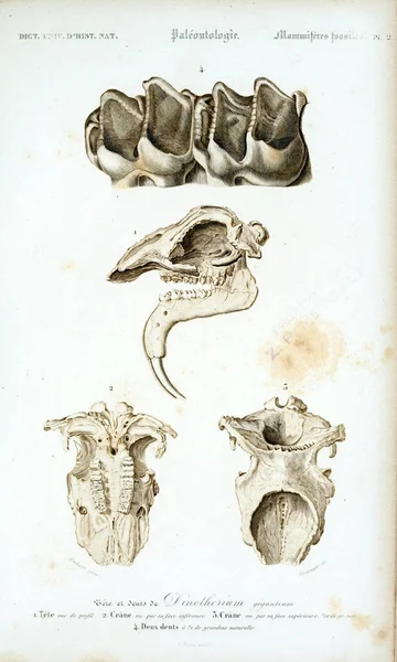 Ilustracja Szkieletu Zwierzęcia Dictionnaire Universel Histoire Naturelle Paryż 1849 — Zdjęcie stockowe