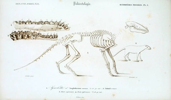 Ilustracja Szkieletu Zwierzęcia Dictionnaire Universel Histoire Naturelle Paryż 1849 — Zdjęcie stockowe
