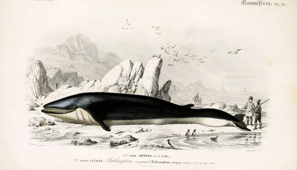 동물의예 Dictionnaire Universel Dhistoire Naturelle Paris 1849 — 스톡 사진