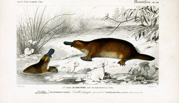 Ilustracja Platypu Słownik Uniwersalny Histoire Naturelle Paris 1849 — Zdjęcie stockowe