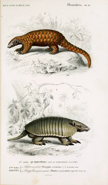 Illustratie Van Een Gordeldier Dictionnaire Universel Histoire Naturelle Parijs 1849 — Stockfoto