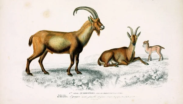 Illustration Une Chèvre Sauvage Dictionnaire Universel Histoire Naturelle Paris 1849 — Photo