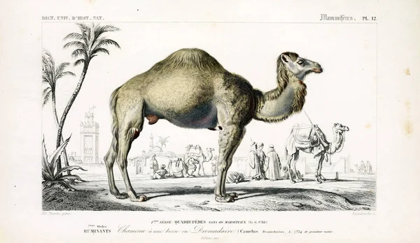 Ilustrace Velblouda Dictionnaire Universel Histoire Naturelle Paris 1849 — Stock fotografie
