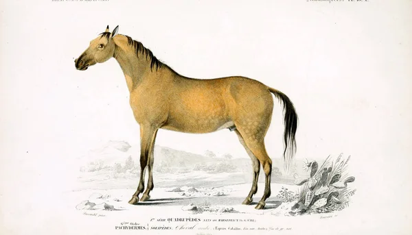 Ilustración Caballo Dictionnaire Universel Histoire Naturelle Paris 1849 —  Fotos de Stock