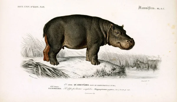 Illustratie Van Een Hippo Dictionnaire Universel Histoire Naturelle Paris 1849 — Stockfoto