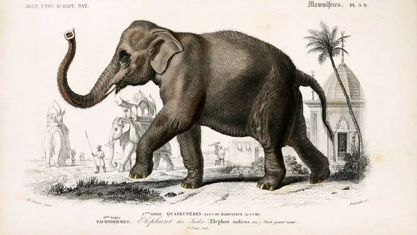 Illustratie Van Een Olifant Dictionnaire Universel Histoire Naturelle Parijs 1849 — Stockfoto