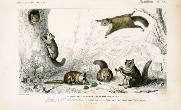 Illustratie Van Een Eekhoorn Dictionnaire Universel Histoire Naturelle Parijs 1849 — Stockfoto