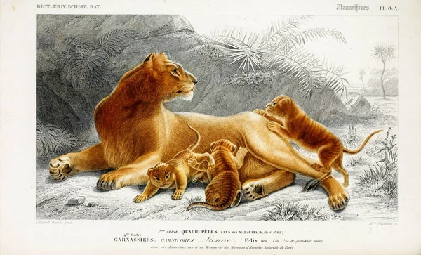 ライオンのイラスト辞書 Universel Histore Naturelle Paris 1849 — ストック写真