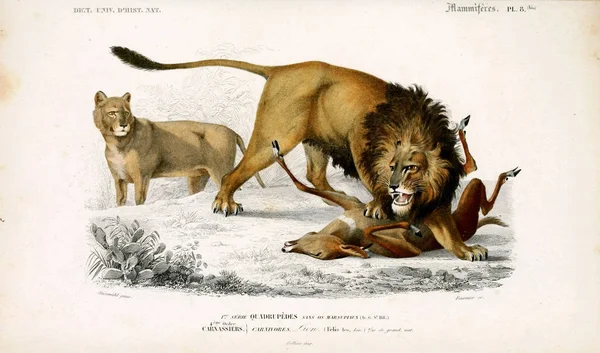 狮子的图解 巴黎自然组织词典 1849年 — 图库照片