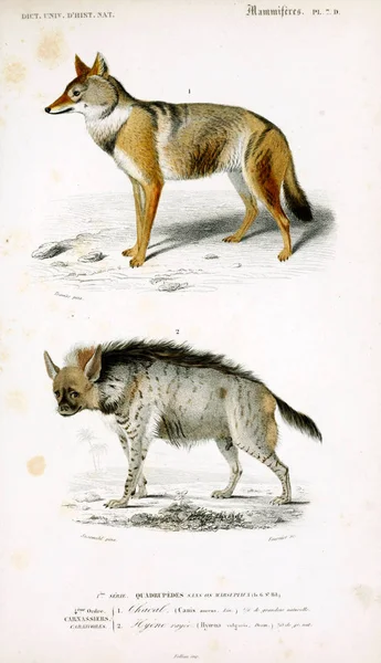 Illustration Eines Wolfes Und Einer Hyäne Dictionnaire Universel Histoire Naturelle — Stockfoto