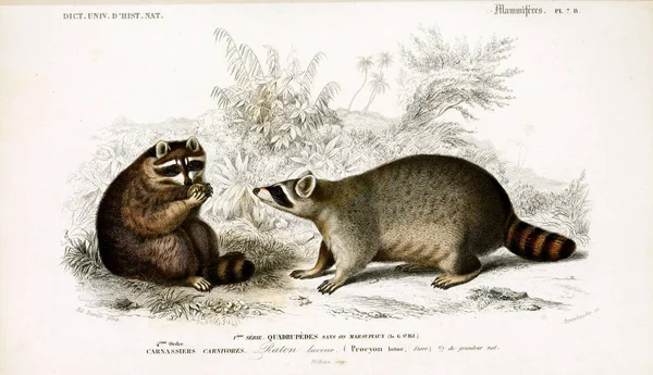 Иллюстрация Енота Dictionnaire Universel Histoire Naturelle Paris 1849 — стоковое фото