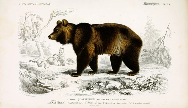Ilustración Oso Dictionnaire Universel Histoire Naturelle Paris 1849 —  Fotos de Stock