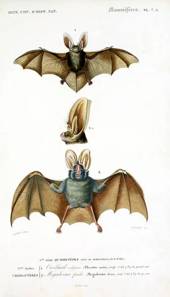 Morcego Dictionnaire Universel Histoire Naturelle Paris 1849 — Fotografia de Stock