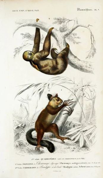 Illustratie Van Primaten Dictionnaire Universel Histoire Naturelle Parijs 1849 — Stockfoto