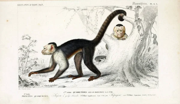 Illustration Primates Dictionnaire Universel Histoire Naturelle Paris 1849 — Stock Photo, Image