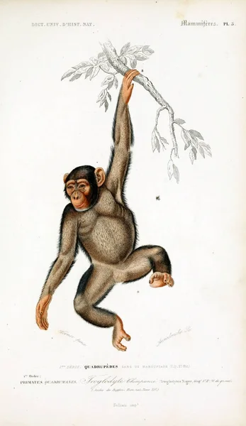 Illustration Primates Dictionnaire Universel Histoire Naturelle Paris 1849 — Photo