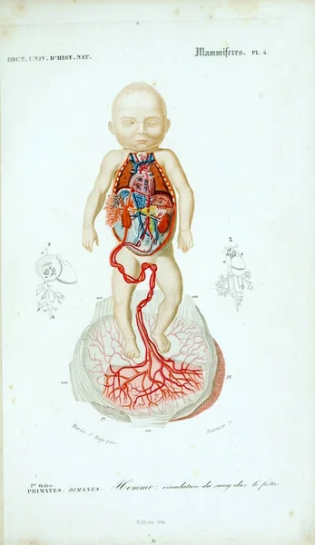 Menselijke Anatomie Dictionnaire Universel Histoire Naturelle Parijs 1849 — Stockfoto