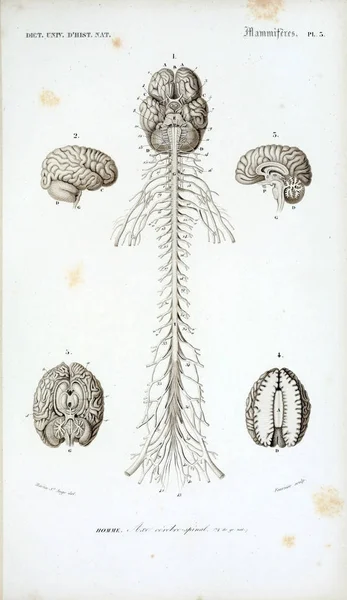 Anatomia Humana Dictionnaire Universel Histoire Naturelle Paris 1849 — Fotografia de Stock