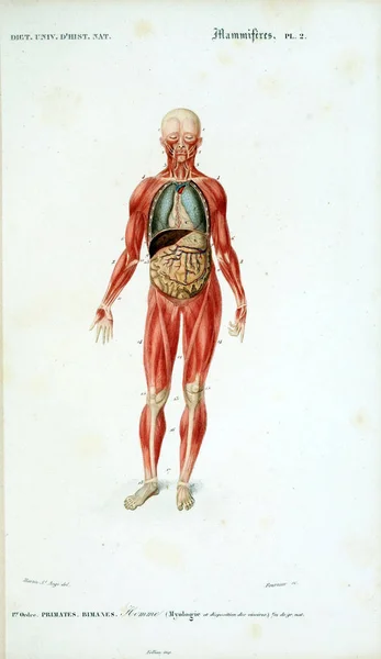 Menschliche Anatomie Dictionnaire Universel Histoire Naturelle Paris 1849 — Stockfoto