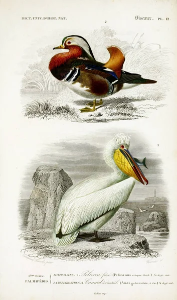 Kuşlar Illustration Ağzı Universel Histoire Naturelle Paris 1849 — Stok fotoğraf