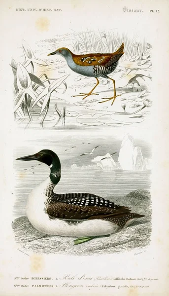 Kuşlar Illustration Ağzı Universel Histoire Naturelle Paris 1849 — Stok fotoğraf