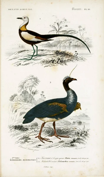 Vogeldarstellung Dictionnaire Universel Histoire Naturelle Paris 1849 — Stockfoto