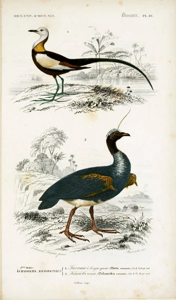 Ilustração Aves Dictionnaire Universel Histoire Naturelle Paris 1849 — Fotografia de Stock