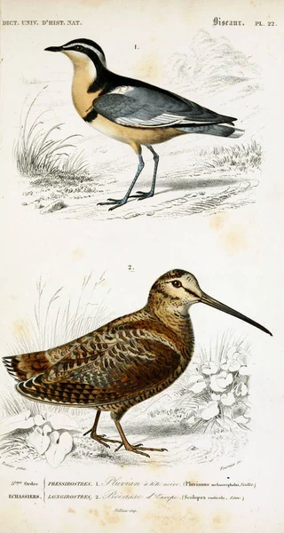 Ilustração Aves Dictionnaire Universel Histoire Naturelle Paris 1849 — Fotografia de Stock