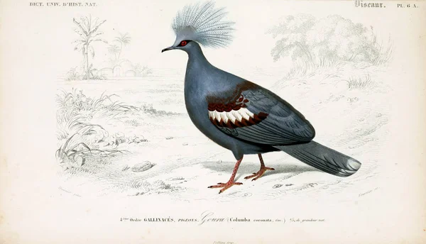 Illustratie Van Vogels Dictionnaire Universel Histoire Naturelle Parijs 1849 — Stockfoto