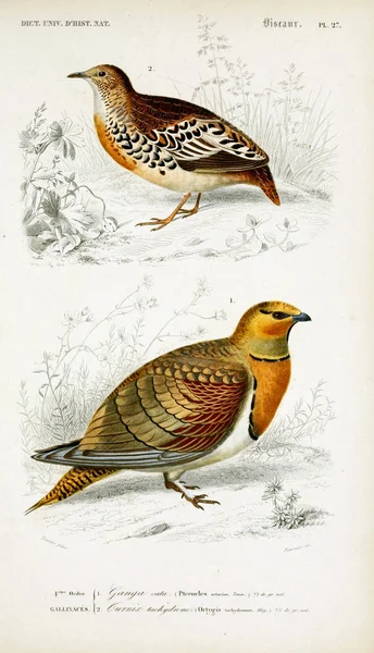 Ilustrace Ptáků Dictionnaire Universel Histoire Naturelle Paříž 1849 — Stock fotografie