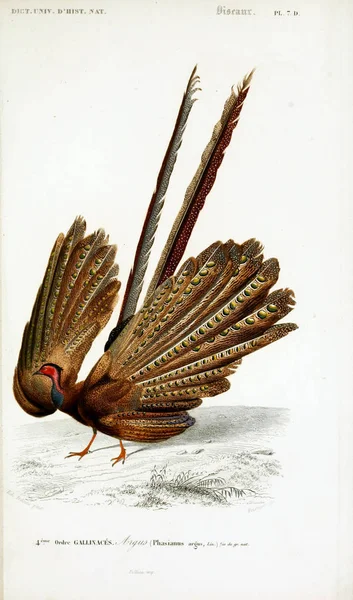 Ilustração Aves Dictionnaire Universel Histoire Naturelle Paris 1849 — Fotografia de Stock