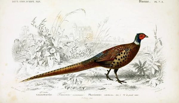 Ilustração Aves Dictionnaire Universel Histoire Naturelle Paris 1849 — Fotografia de Stock